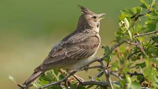 Crested lark singing song Nature  Chim sơn ca mào hót cực hay [upl. by Airogerg426]