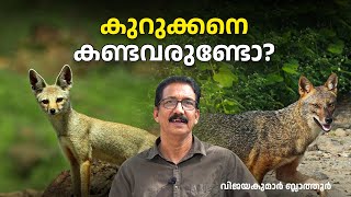 കുറുക്കനും കുറുനരിയും തമ്മിൽ എന്താണ് വ്യത്യാസം difference between jackal and fox Vulpes and Canis [upl. by Yenrab]