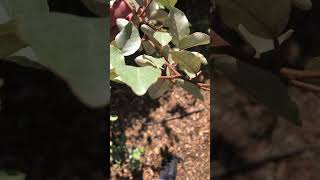 How To Identify Elaeagnus Silverberry hedges shrubs plants landscaping identify howto easy [upl. by Llaccm]