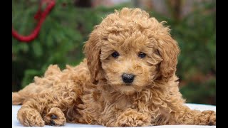 Micro Mini Goldendoodle Puppy for Sale [upl. by Rauscher]