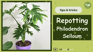 How to Repot a Philodendron House Plant  VERY Quick amp Easy Guide  Satisfying Plant Video [upl. by Ku]