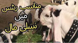 Hyderabad Bypass Bakra Mandi Latest Updates ❤️ [upl. by Cesare464]