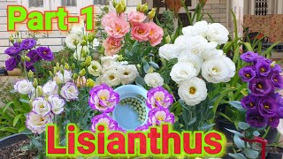 How to grow Lisianthus from seeds Part1 [upl. by Aiekram]