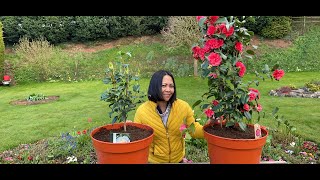 How To Grow Camellias in Pots  Camellia Plant Care in Containers [upl. by Saimon]