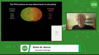 Dr Edwin M Munro  Analysing the molecular motions that underlie polarization and Part 1 [upl. by Horten]