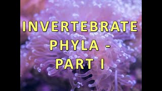 Invertebrate Phyla  Part I [upl. by Hainahpez187]