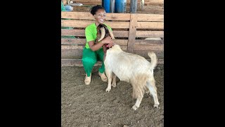 AGRIBUSINESS COMMERCIAL GOAT PRODUCTION [upl. by Lombardo]