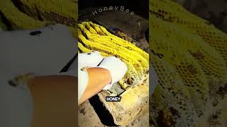 Enjoy the Beautiful Juicy Honey With Explanation 🍯🐝  honey honeybee shorts [upl. by Shaff869]