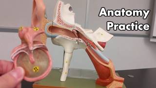 Ear Anatomy  Review and Quiz [upl. by Rebeh]