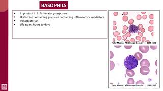 Hematology  1  U3L4  Basophils [upl. by Prem]