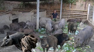 Jhony helps the sows breed garden and grow more vegetables and fruits [upl. by Winifred187]