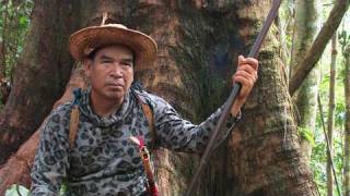 The Forbidden forests of the Dayak Borneo Indonesia [upl. by Orsola]