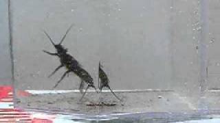 Pteronarcys stonefly nymph scurrying around [upl. by Pincus]