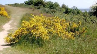 Fotostrecke Insel Hiddensee Perle der Ostsee [upl. by Gabrila]