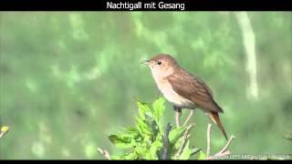 Nachtigall mit Gesang  Nightingale singing 1080p HD [upl. by Inahc696]