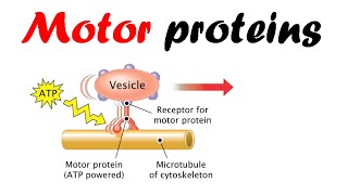 Motor proteins  dynein kinesin myosin [upl. by Dirraj]