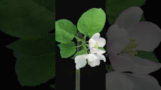 Time lapse of blooming apple branch plants garden flowers [upl. by Ellehctim513]