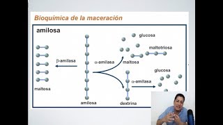 Masterclass sobre Maceración en la Elaboración de Cerveza [upl. by Chicky]