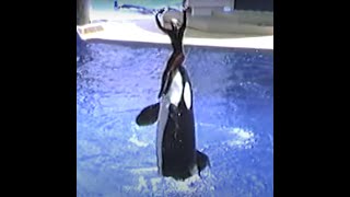 Sea World Orlando 1986 Shamu and Baby Shamu Killer Whale Show [upl. by Zurn]