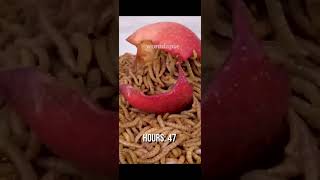 Mealworms GO CRAZY For Apple shorts mealworms [upl. by Eelak]