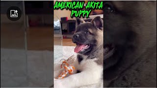 AMERICAN AKITA PUPPY [upl. by Avuha813]