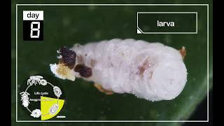 Inside Life of Parasitoids Anagyrus vladimiri Developing Within a Mealybug [upl. by Viveca]