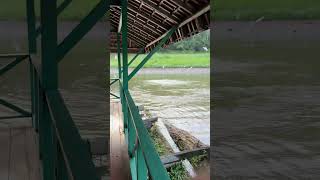 Gigantic black caiman attacks and eats an egret at Pirarucu lodge in Brazil [upl. by Bax]