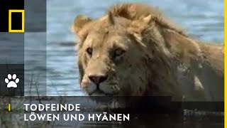 TODFEINDE  Löwen und Hyänen  National Geographic [upl. by Lapointe]