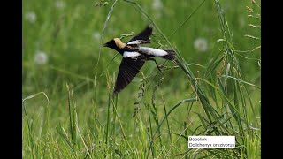 Bobolink singing Willow FlyCatcher too  many more species Montezuma New York on 5202024 [upl. by Lauretta]