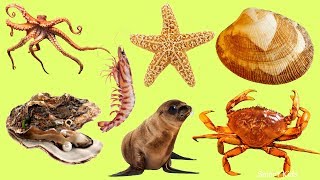 Animales para niños  Animales marinos  Aprende nombres y sonidos de marinos animales en español [upl. by Ttenneb713]