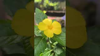 Turnera ulmifolia flower live shorts subscribers shortsfeed flowers [upl. by Sibilla]