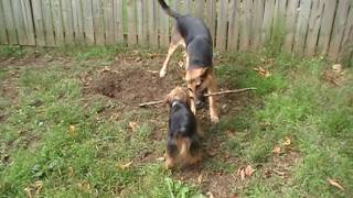 German Shepherd VS Yorkie Terrier [upl. by Anemolihp]