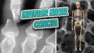 Inferior nasal concha 🦴 Everything Human Anatomy Bones 🦴 [upl. by Nnylamme342]