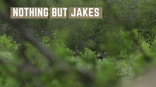 2024 SOUTH TEXAS Turkey Opener  Nothing but Jakes TEJAS HUNT CLUB [upl. by Iviv]