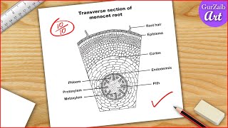 Monocot root diagram drawing  Easy step by step [upl. by Iniretake250]