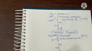 pyrimidine synthesis।। पिरिमिडिन का निर्माण।। Nitrogenous base formation [upl. by Giulietta]