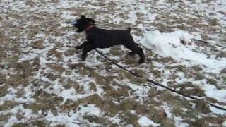 Giant Schnauzer Puppy 10 weeks old [upl. by Godspeed]