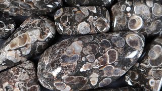 Turritella Agate  Rocks in a Box 51 [upl. by Ynnaej]