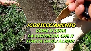 SCORTECCIAMENTO COME SI CURA LA CORTECCIA STACCATA DAGLI ALBERI [upl. by Zetes]