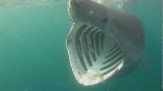 Basking Sharks Cornwall [upl. by Mollie]