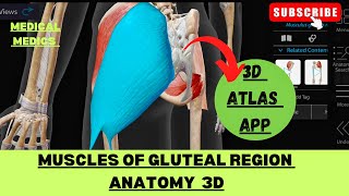 Muscles of Gluteal Region  Gluteal Region 3d  Medical Medics [upl. by Center]