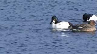 Common Goldeneye Courtship  Brilduiker Balts Bucephala Clangula [upl. by Aroel727]