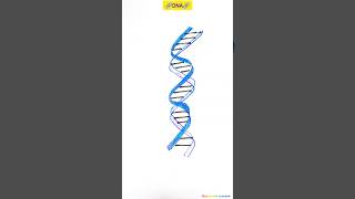 3D structure of DNA shorts draw [upl. by Bohaty270]