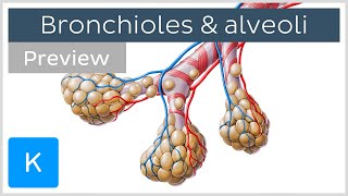 Bronchioles and alveoli Structure and functions preview  Human Anatomy  Kenhub [upl. by Dray]