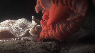 Pack of hungry sea slugs ravages sea pen colony [upl. by Cornwell]