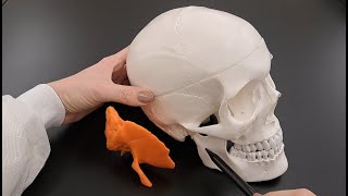 Skull Anatomy Series  The Temporal Bone  Part 5 of 9 [upl. by Namhcan340]