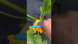 I do this every morning in my garden gardening viral zucchini shorts [upl. by Airla]