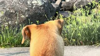 A whale watching boat a dog and a blue heron on Fidalgo Island [upl. by Mazonson769]