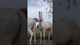 horse horselover horseriding horseracing indianhorse horserace trending horseing subscribe [upl. by Ilojna]