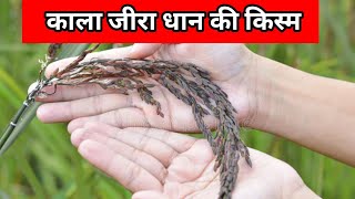 Kala Jeera Paddy Seeds Kala Jeera Dhan Ki Veriety [upl. by Eul927]